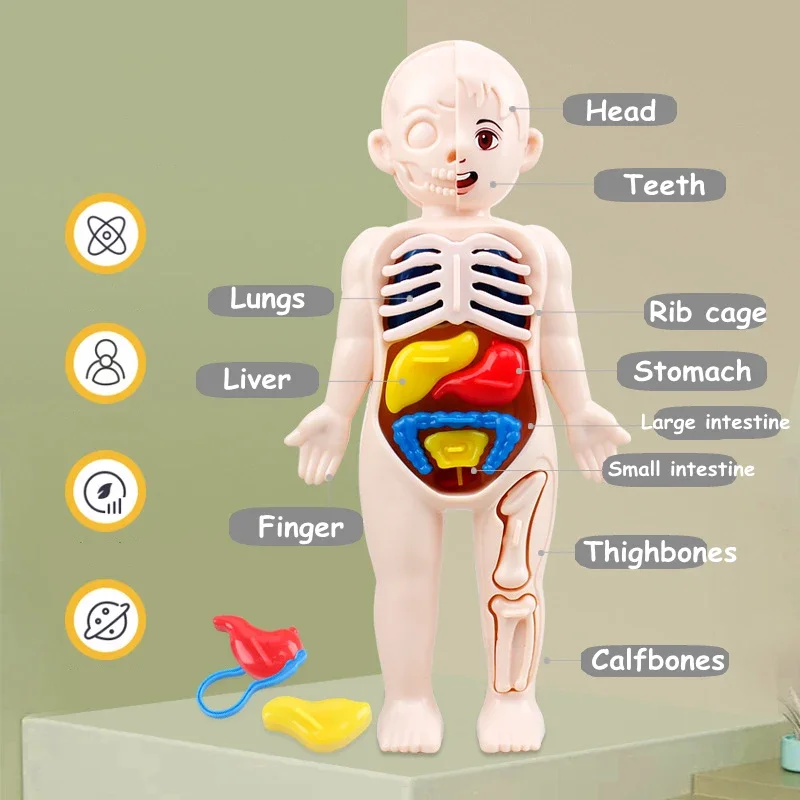 3D Montessori Puzzle Mannequin Human Anatomy Model Children's Learning Organs Toys Educational Body Learning Tools