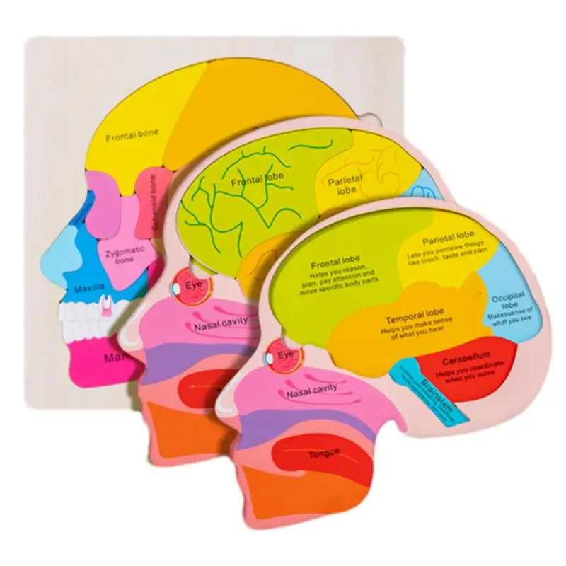

Anatomy Puzzle Anatomy For Kids Learning Creative Realistic Jigsaw Games For Homeschool Preschool Lab Classroom Science Forensic