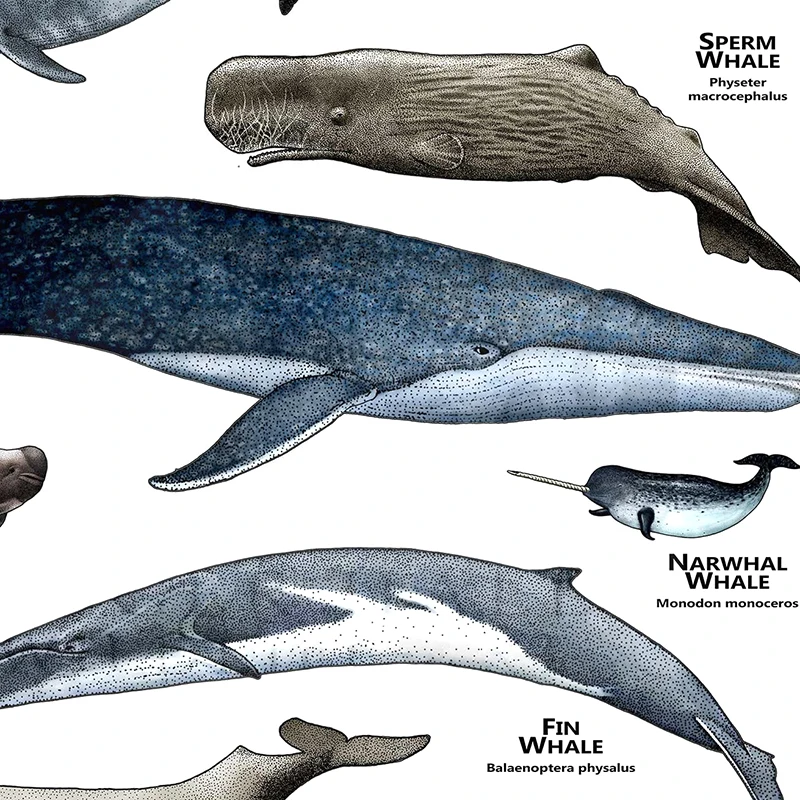 Whales of the World Poster Whale Species Illustrations Art Print Educational Ocean Wall Art Canvas Painting Homeschool Decor