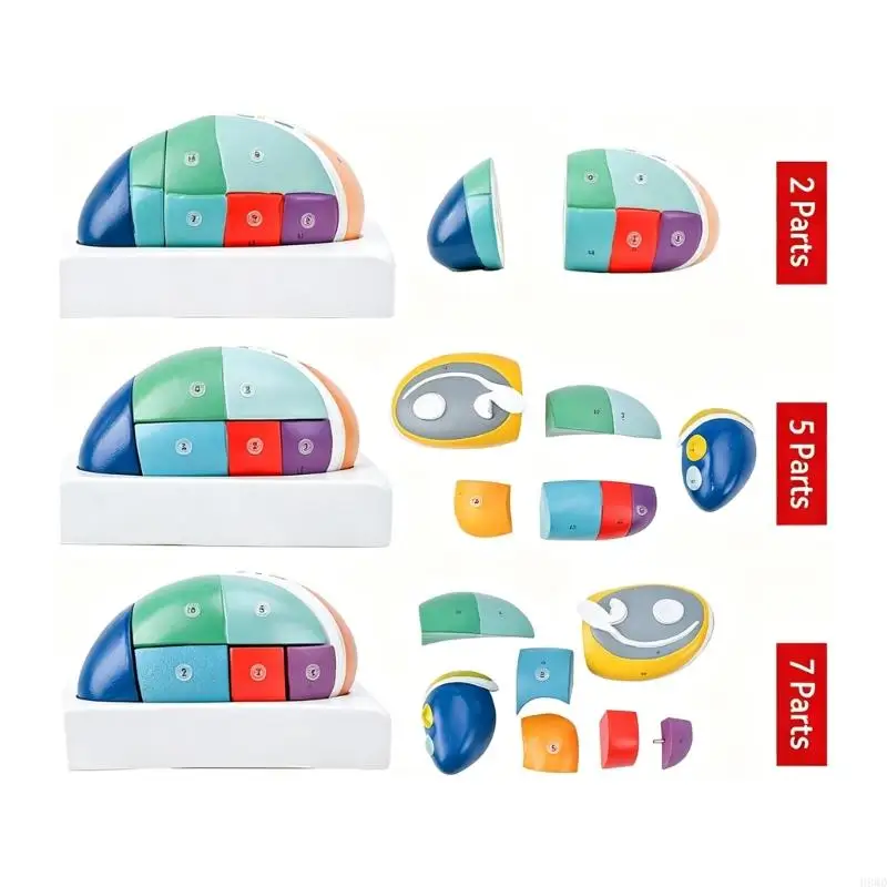 Enlarged Thalamus Anatomy Model with Detachable Color Coded Sections for Study H8WD