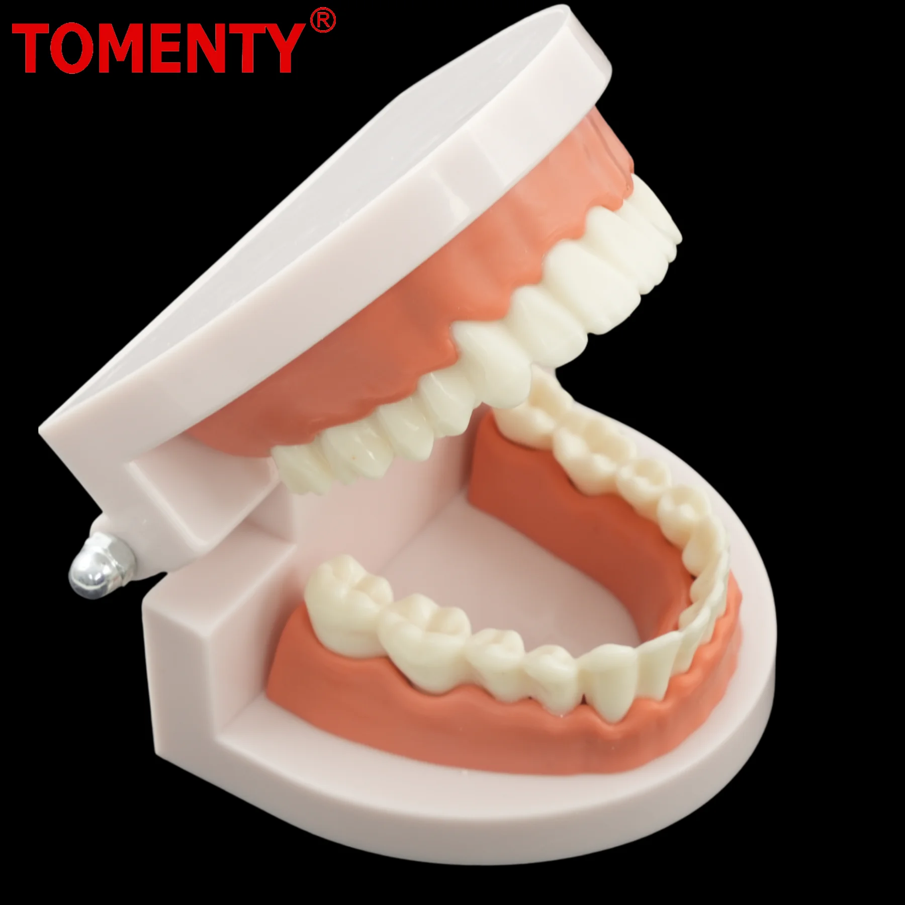 1set 28 Teeth Dental Lab Model with Soft Gums Adult Standard Denture Demonstration Teaching Tool for Dentist Patient Education