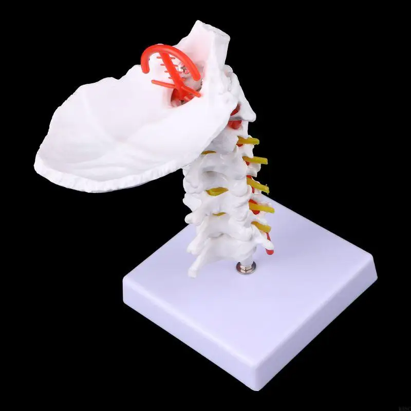 W89C Vertebra Arteria Artryia Mirles Mirles Spine Mirmes Model Model Size Life Size