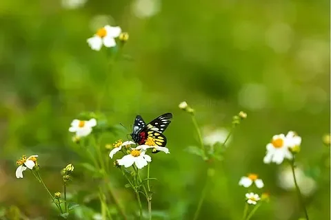 高速 4000KV 2847 ブラシレスモーター アップグレードパーツ JJRC Q130 SCY16101 Pro 16102 Pro 1/12 1/14 1/16 RCカー交換用