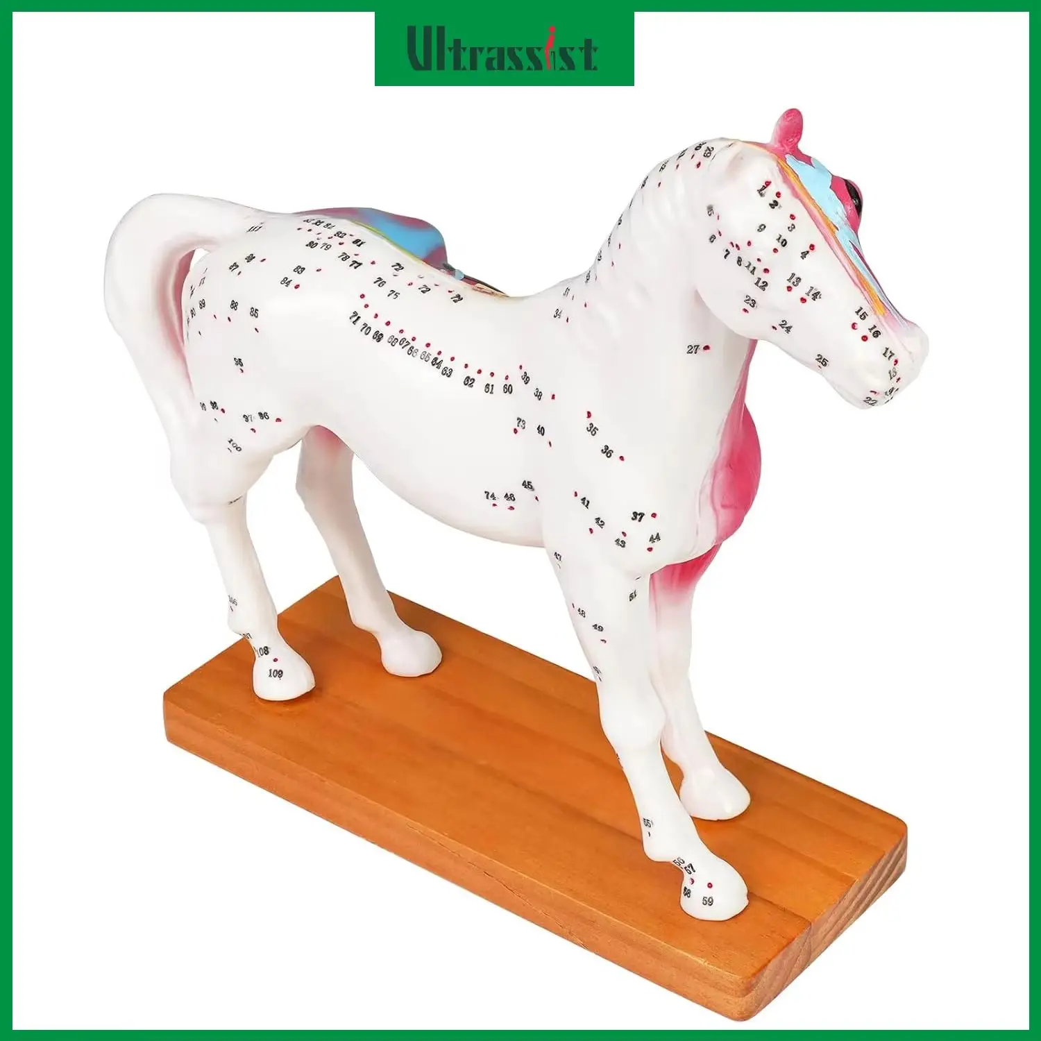 

Ultrassist Horse Anatomy Model with Acupuncture Points Veterinary Teaching Tool PVC Organ for Vet Acupuncture Moxibustion Train