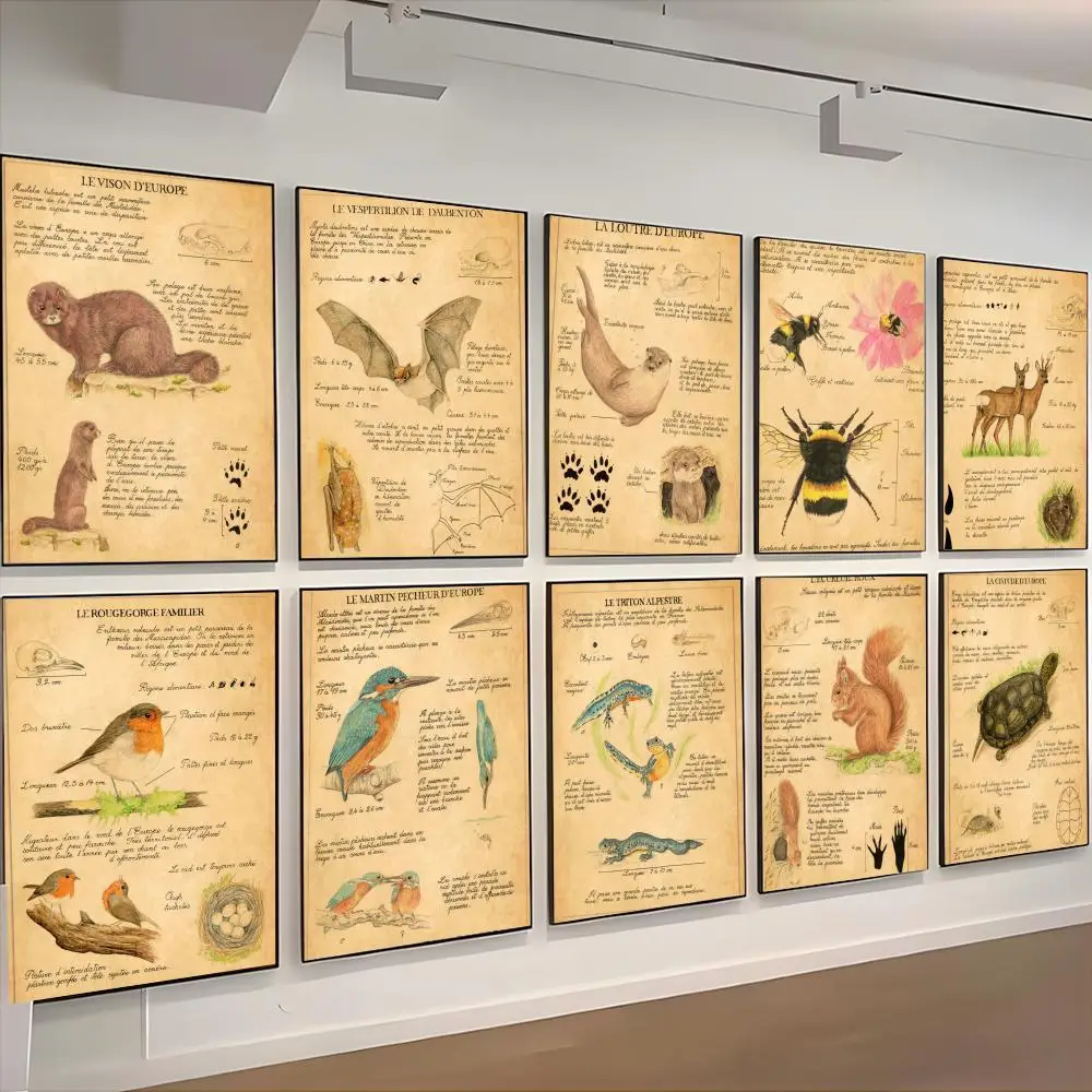Bat Turtle Deer Wildlife Anatomy Laboratory Poster retro art restaurant bar decoration