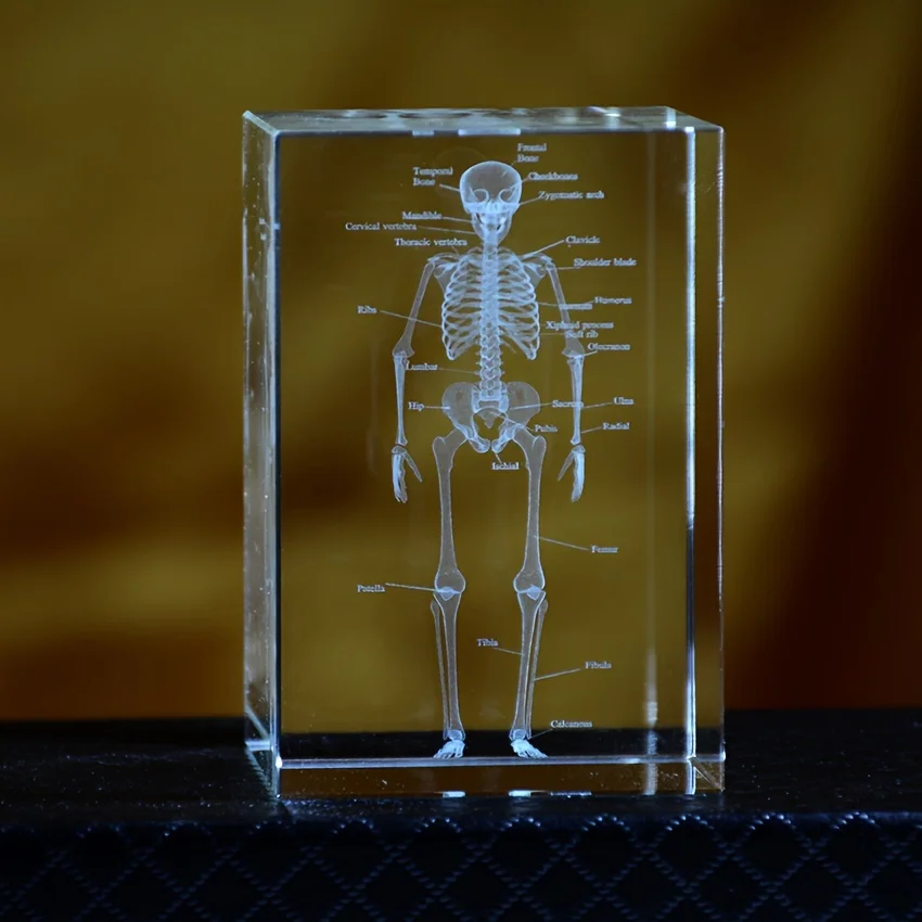 3D Crystal Human Skeleton Anatomy Model Laser Engraved Medical Teaching Tool Scientific Gift for Doctors Medical Art Gift