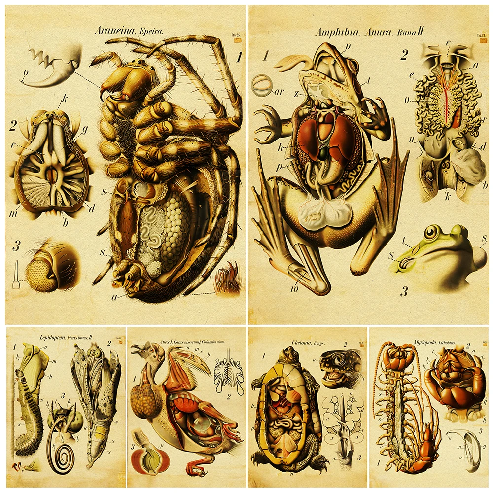 Frogs,Spiders,Pteridoptera,Turtles,Snails Animal Anatomy Art Poster Print Animal Organ Structure Wall Art Canvas Print Decor