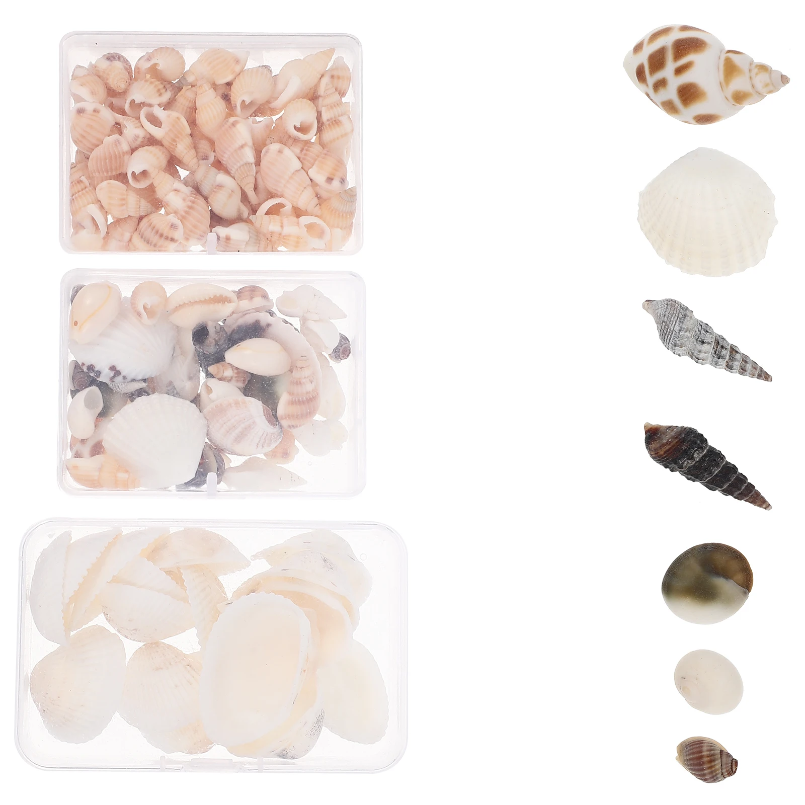 

3 Boxes Natural Shells Diy Craft Materials Delicate Seashells Decor Handicrafts Smooth Skin Friendly Large Quantity Small