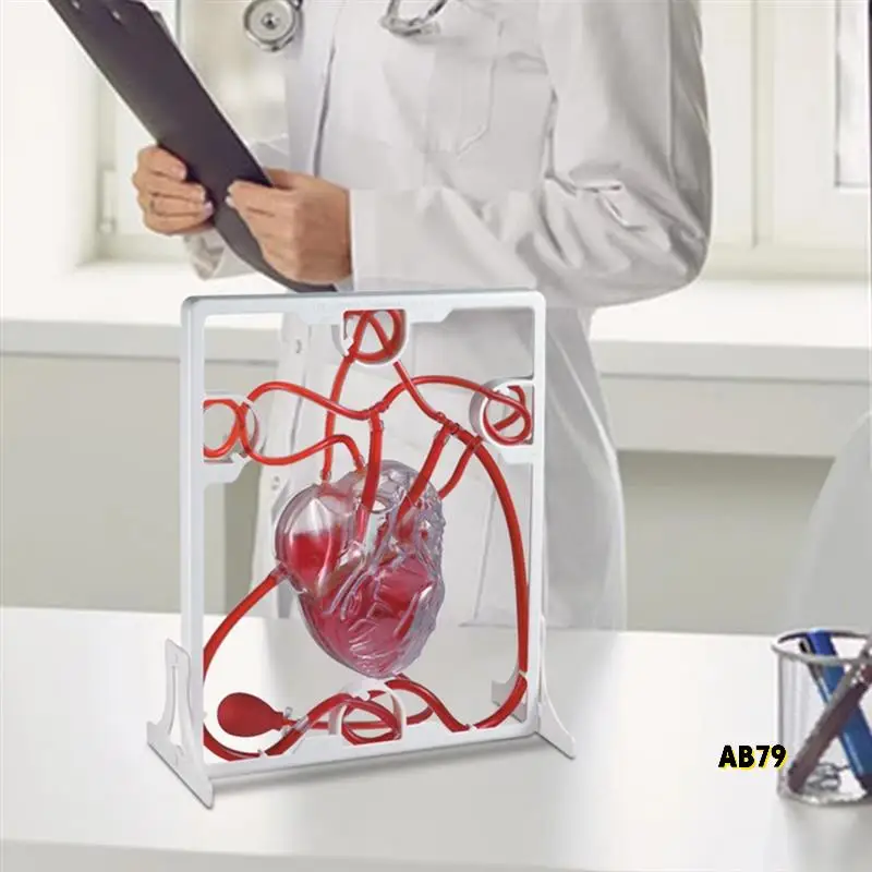 การไหลเวียนของหัวใจจําลองวิทยาศาสตร์การศึกษาสําหรับนักเรียนห้องเรียน EDU วิทยาศาสตร์ Human Body Anatomy อวัยวะรุ่น