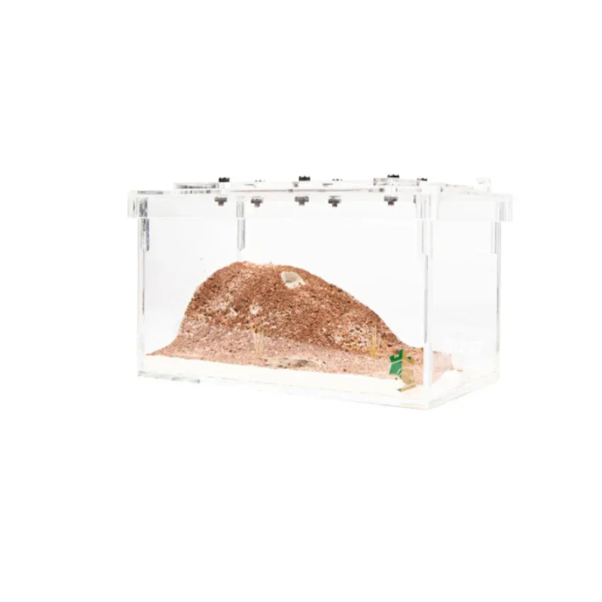 

NEW Taiwan Ant Farm Decorative Nest Supplier Ants Pet