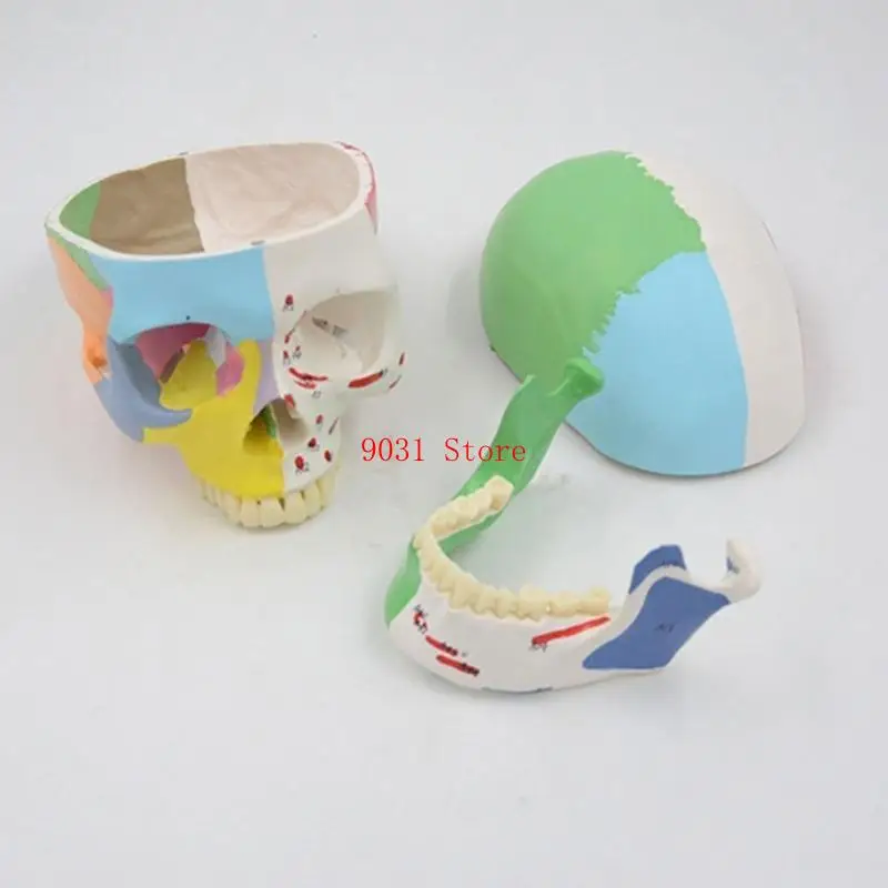 Schädelmodell Bildungsmodell Humanes anatomisches Studienmodell PVC -Material