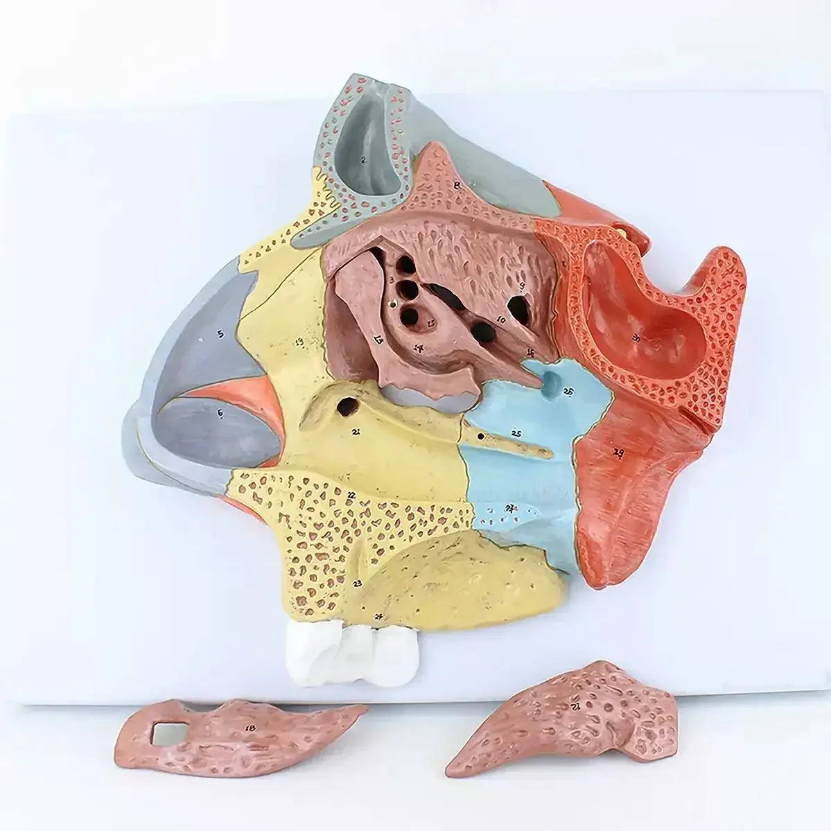 

PVC Magnification Human Nasal Cavity 2 Parts Model Medical Anatomical Models Teaching