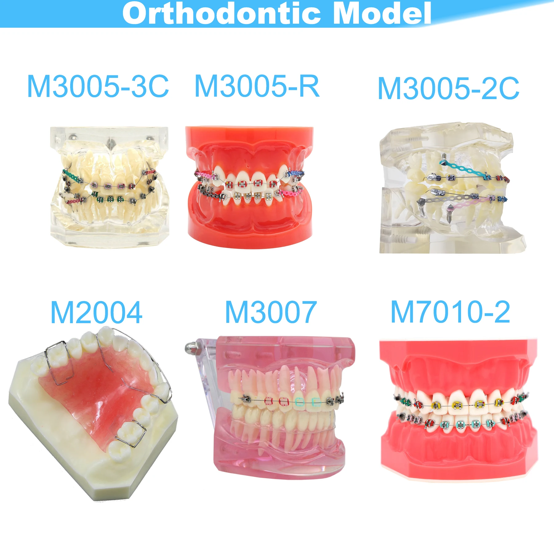 Dental Teeth Model Dental Teaching Model Standard Implants Models Orthodontic Model Dentistry Dentist  Demo Studying