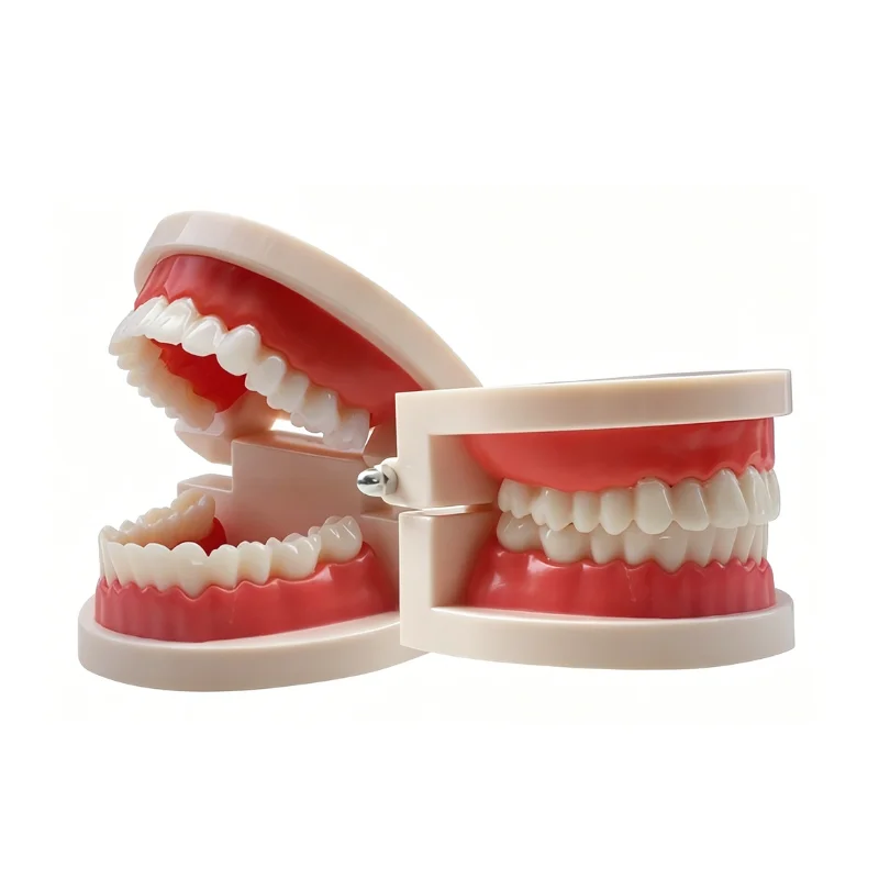 Dental Standard Dental Model, Oral Model, Dental Model Teaching, Kindergarten Brushing Model Practice