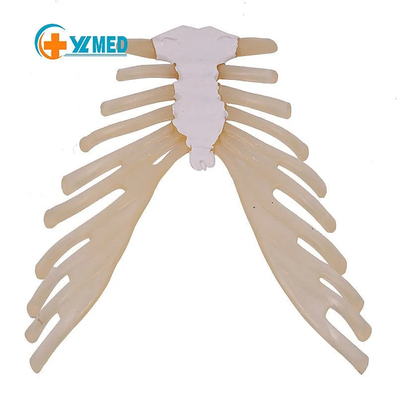 PVC Human Skeleton Model Life-Sized Medical Teaching Disarticulated Bones Ribs with Costal Cartilage