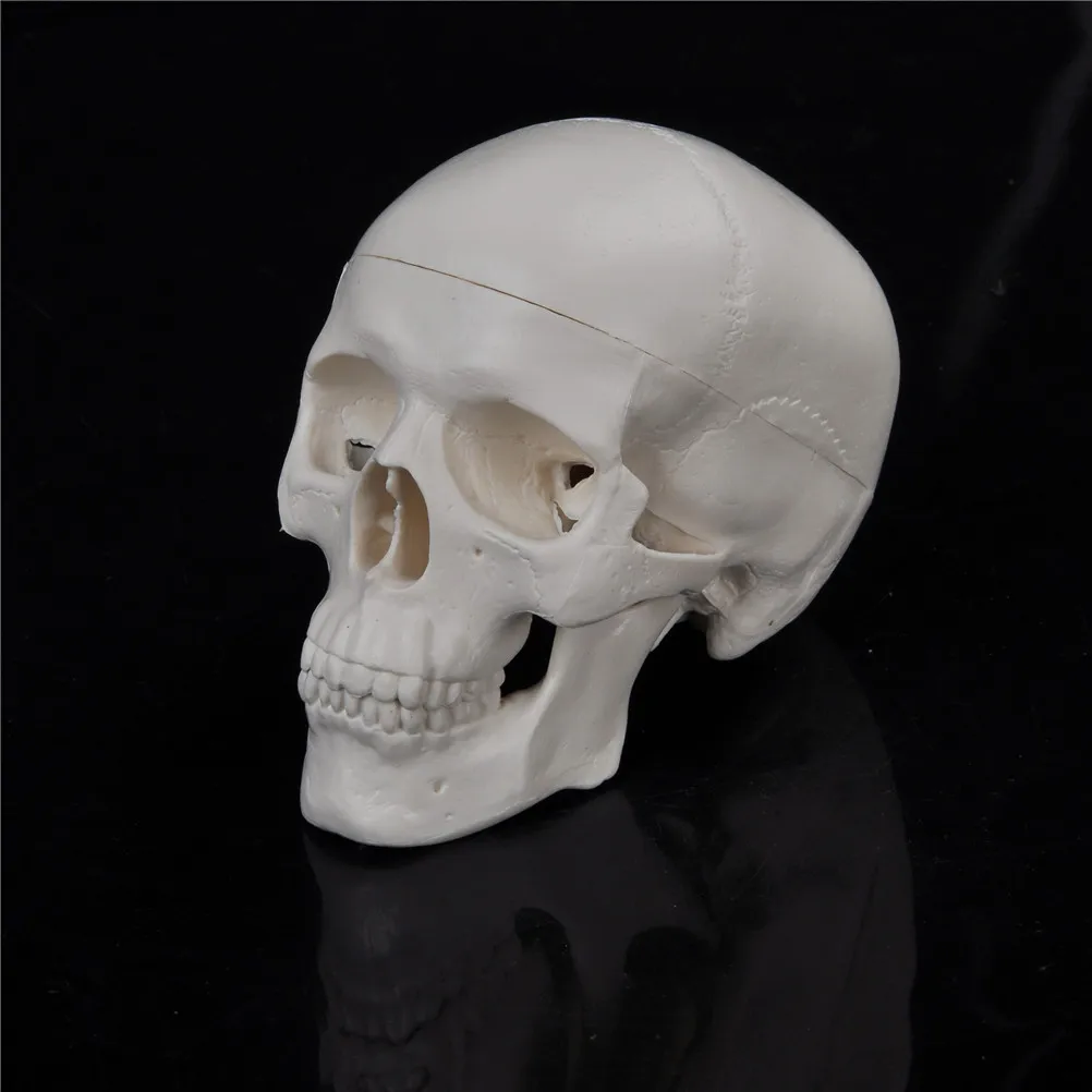 Teaching Mini Skull Human Anatomical Anatomy Head Medical Model Convenient