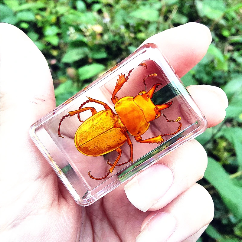 29 New Hot Selling Real Insect Resin Specimen Stag Beetle Locust Crab Scarab Bee Spider Teaching Collection Children's Cognition