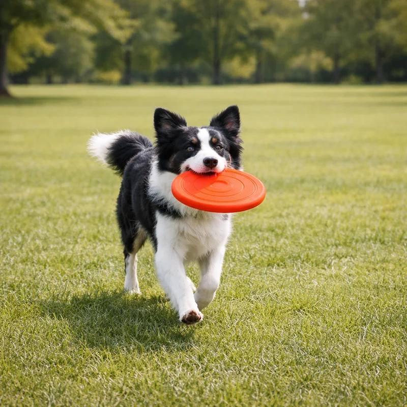 Custom Soft TPR Dog Lightweight Flying Disc Toy For Outdoor Play