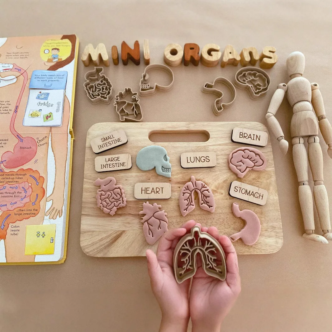 Organi realistici del corpo umano Stampi per biscotti Stampi per argilla colorata per bambini Giocattoli multiuso per organi del corpo umano di Halloween