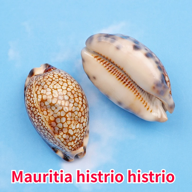 Mauritia Histrio Histrio Natural Conch Rare Specimen Collection Aquarium Aquascape Decorative Crafts nautical home decor