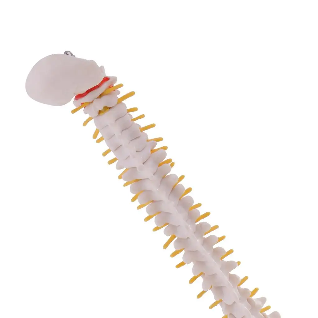 PVC Skeleton Model Mini Spine Anatomy Teaching Aid for Human Physiology Learning Courses