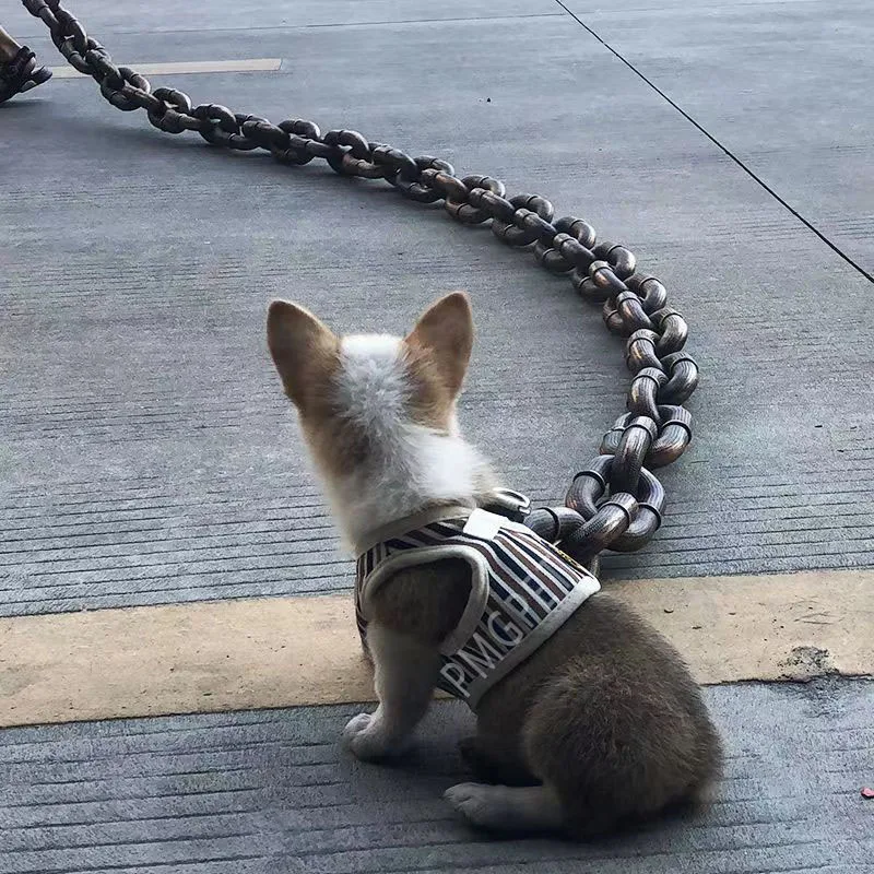 Oh Mijn God! Deze Rare Plastic Simulatieketting Dierenriem Verandert Huisdieren In Een Seconde In "Grappige Supersterren" Op Straat