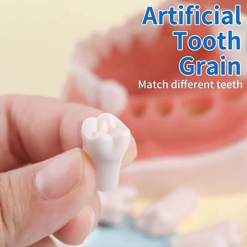 Kilgore NISSIN 200 Type Dental Teeth Models for Typodont Removable Frasaco Columbia Dentoform Teeth Model