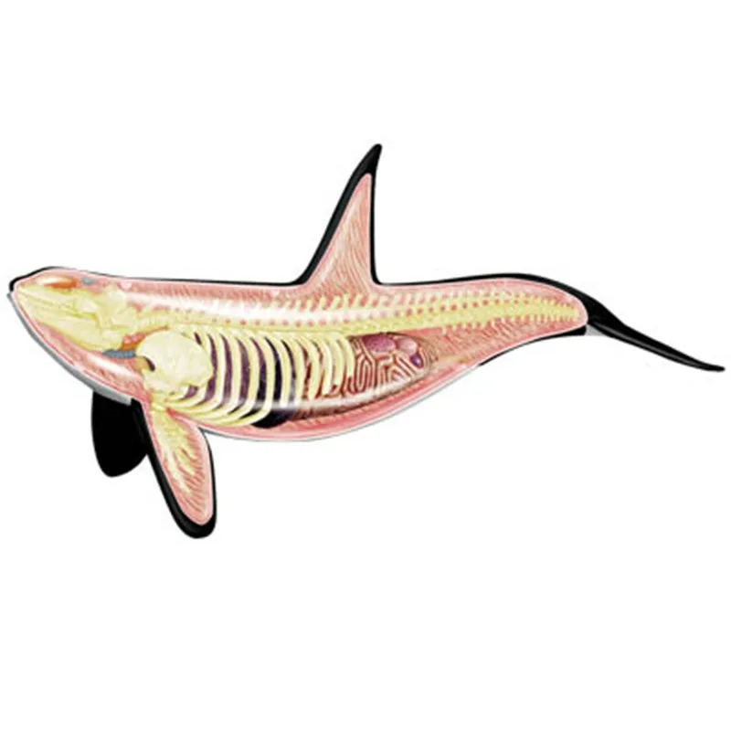 4D رؤية Orca الحوت الهيكل العظمي تشريح نموذج طبي لغز تجميع لعبة التشريحية التدريس المعونة مختبر معدات التعليم #3