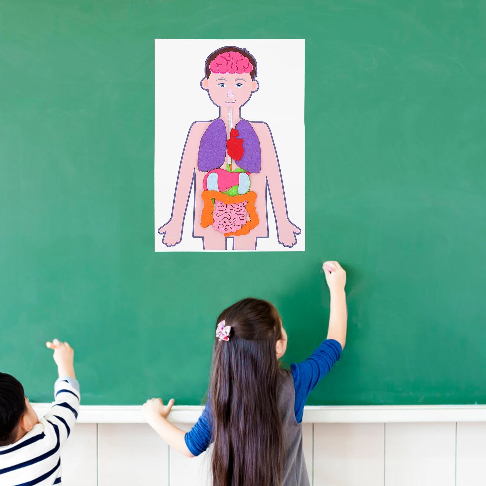 2 conjunto 2 conjuntos diy kit de órgãos humanos leve ajuda de ensino educacional para crianças desenvolvimento cognitivo