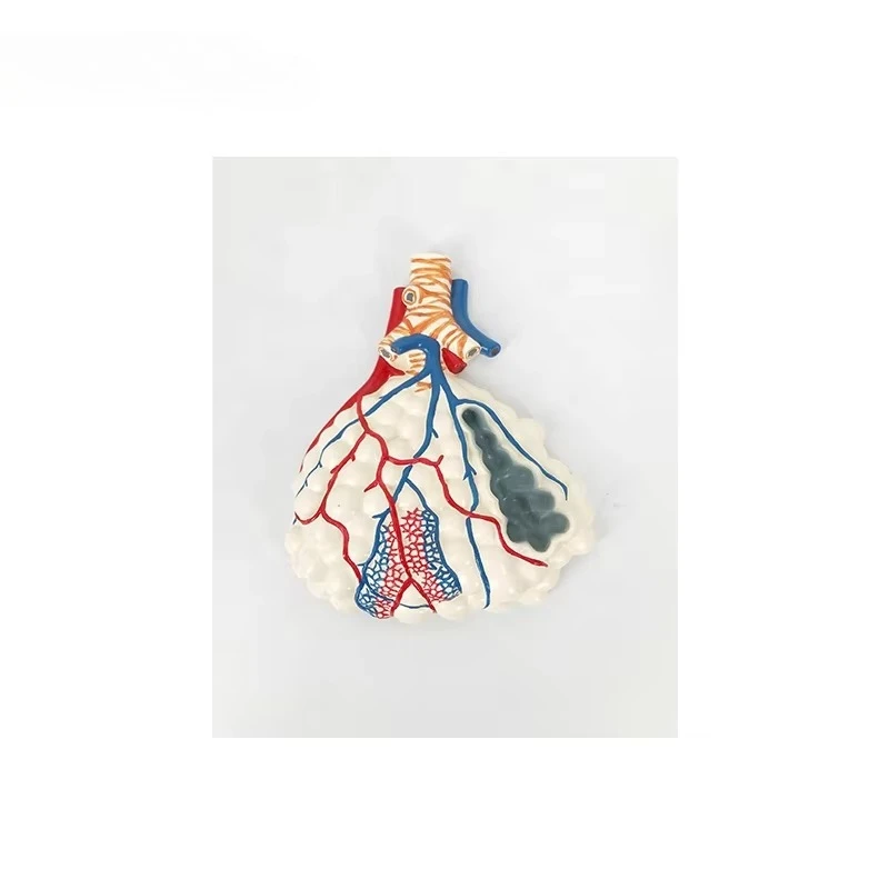 Alveolar model Human anatomy Medical teaching model Human respiratory system anatomy model