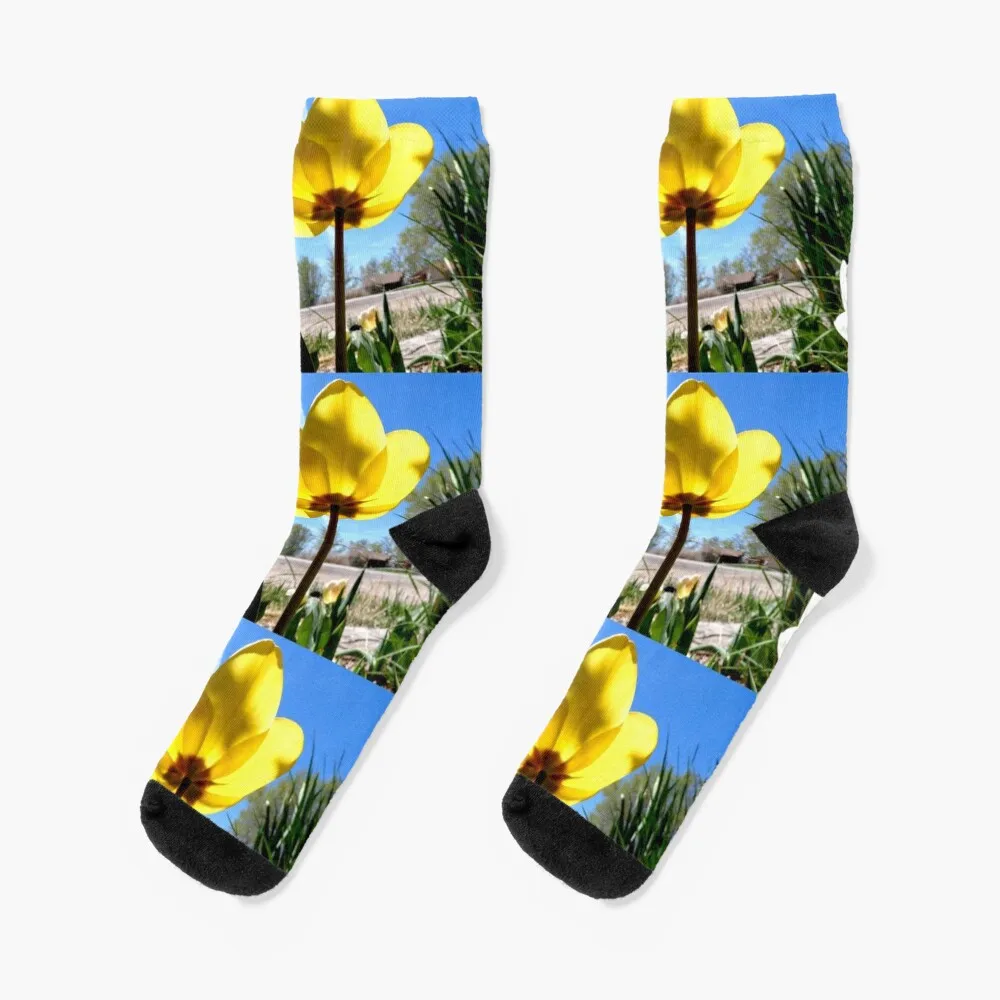 

yellow tulip, blue sky Socks shoes Argentina Men's Socks Women's