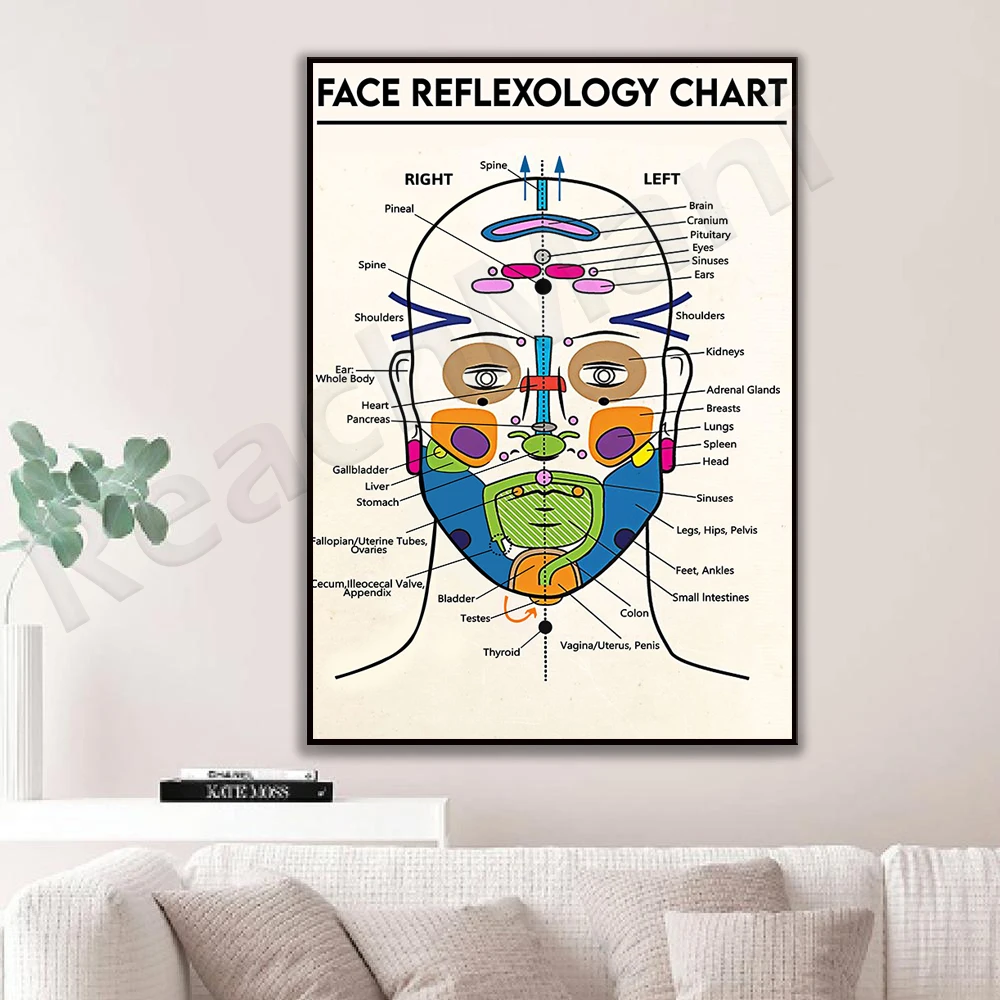 Facial reflexology chart, detailed diagram of facial anatomy art print canvas poster, medical clinic education wall decoration