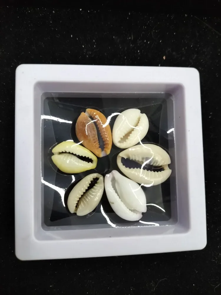 6pcs Conch Shell Sun Clam Eyes Home Fish Tank Floor Handmade DIY Material Package Decorative