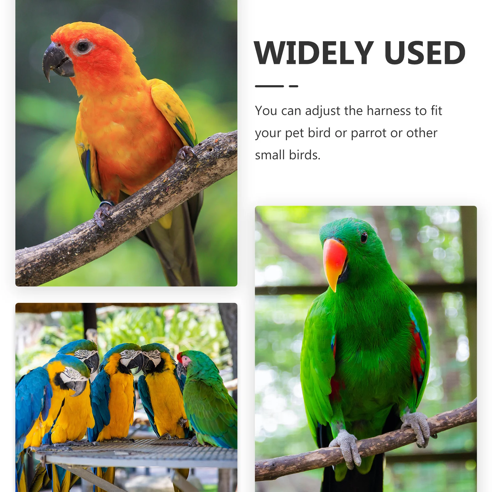 

Flight Leash Adjustable Bird Harness For Small Birds Portable Adjustable Chicken Harness Training Kit Pet Safety Accessory