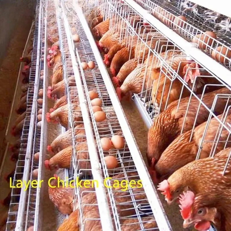 

Poultry Farm Equipment Laying Hens Cage A-Type 3/4 Tiers 96/120/128/160 Birds Battery Egg Layer Chicken Cages for Chicken Coops
