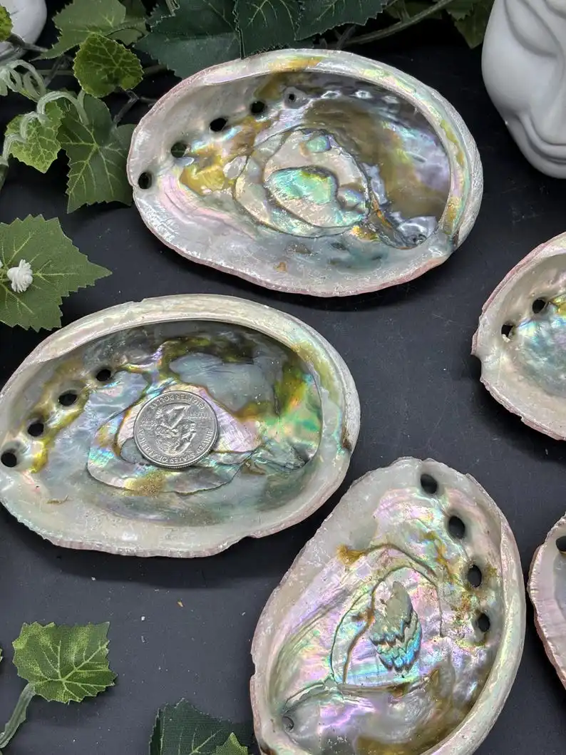 Abalone-Hülle – rote Abalone-Hülle – gereinigte Abalone-Hülle, einzigartige Probe für Sammlerstücke und pädagogische Nutzung – Detail 5