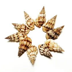 10 PC Tapered Shape Shells Turritella Terebra Seashell Conch Collectors Wedding Decor Beach Theme Party, DIY Crafts