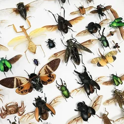 Teaching Research on Customized Real Insect Specimens with Winged Scarab Specimens Collection Art Statue Home Decor