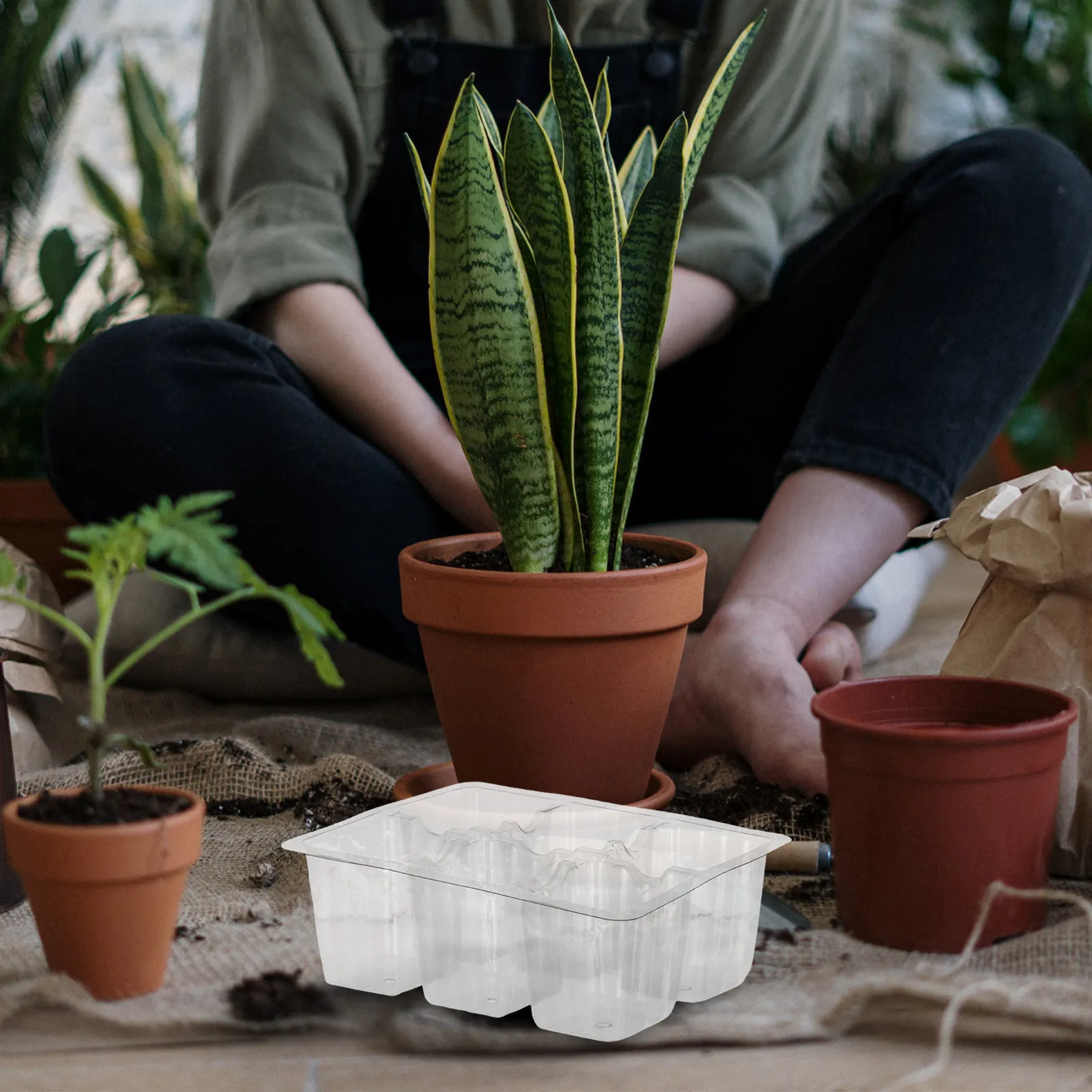 30Pcs Seedling Starter Trays Clear Plastic Germination Cups Drainage Holes Flower Vegetable Growing Propagation Nursery Tray