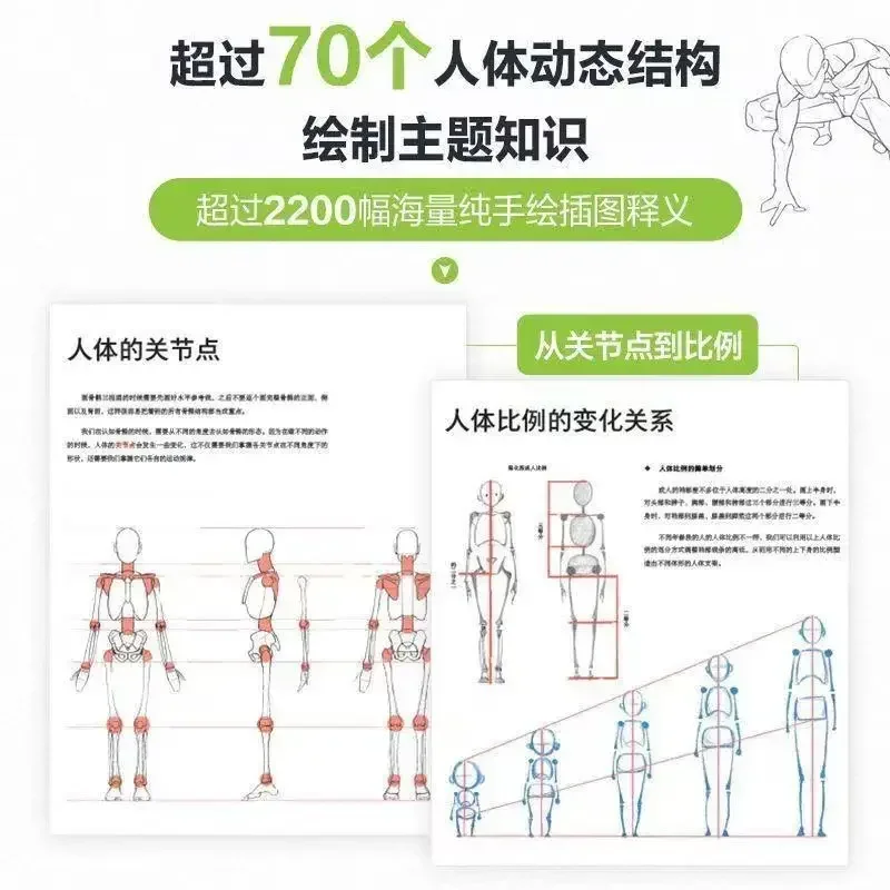 Human Anatomy For Artists Human Body Structure Principle and Painting Teaching Self-study Textbook  Art Collection