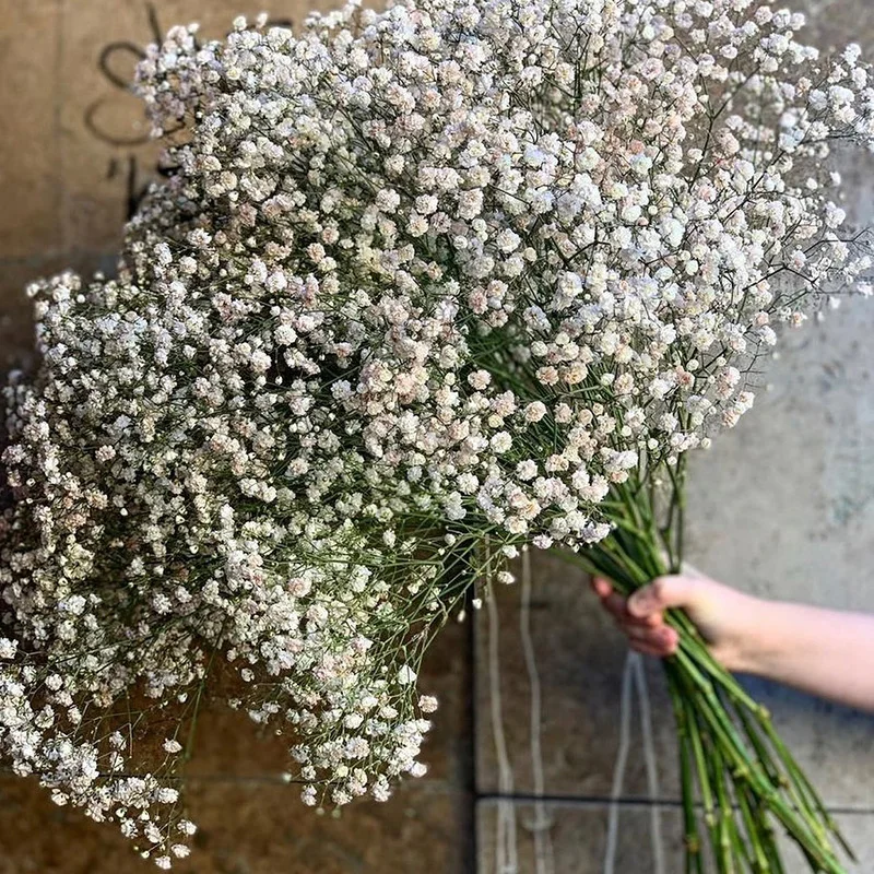 Weiße natürliche getrocknete Gypsophila, Gipskraut, getrocknete Blumen, Gypsophila-Arrangement, Heimdekoration, Hochzeit, Tischdekoration,