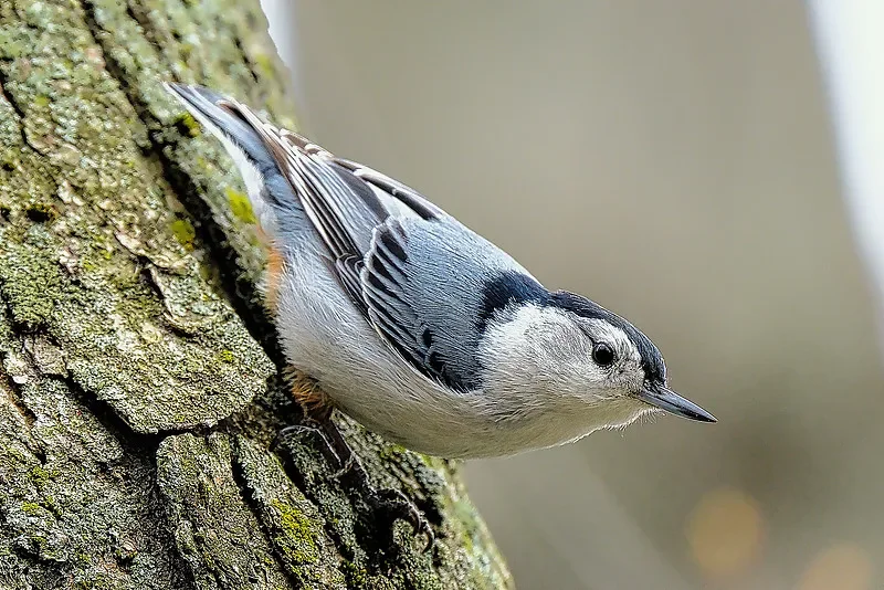 Flywoo GOKU F405 ERVT 1S 5-in-1 AIO FC (5A ESC, 400mW ELRS) - الكمون المنخفض للغاية لسباق 1S FPV/طائرات بدون طيار