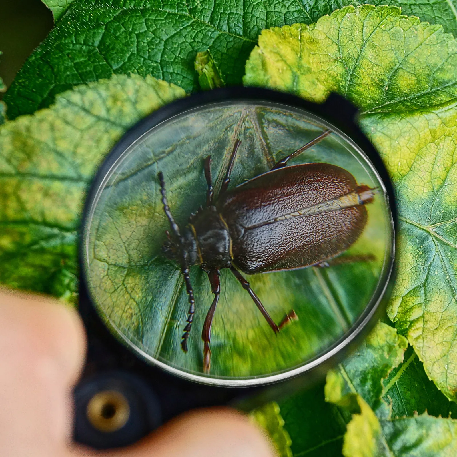 

6Pcs Physics Teaching Lens Double Convex Optical Lens Kit for Science Experiment Transparent Learning Device Experiment Tools