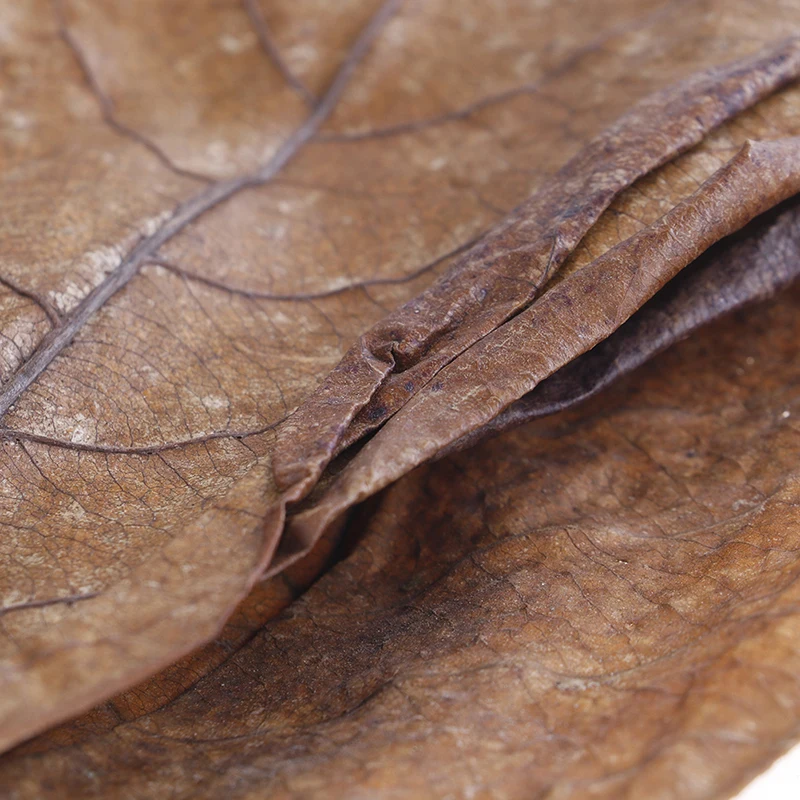 20Pc catappa leaves almond tree aquarium clean tool terminalia leaf about 50-60g