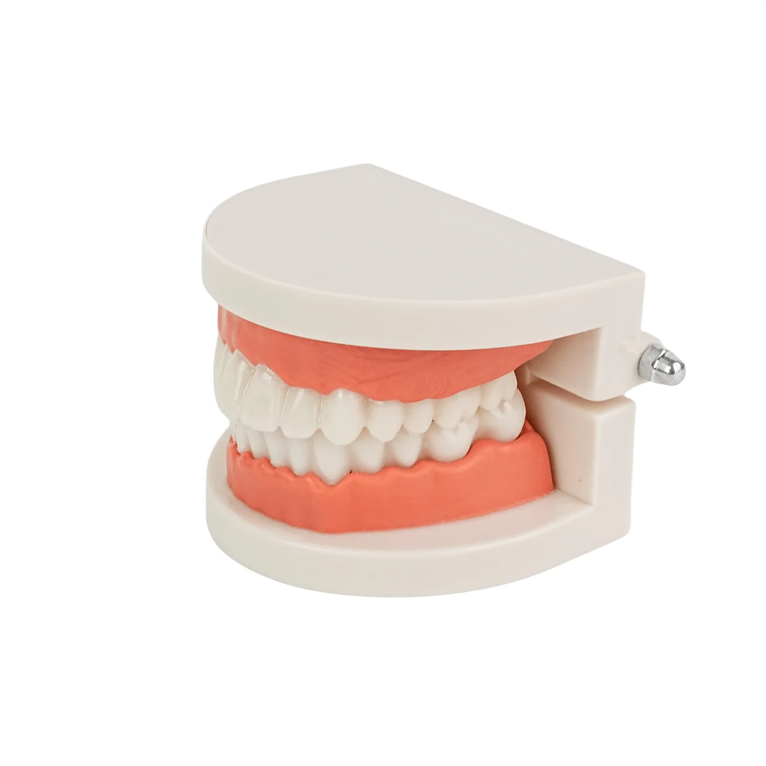 

Dental Typodont Teeth Model - Removable Tooth Teach Practice Model Teaching Study Typodont Demonstration Model