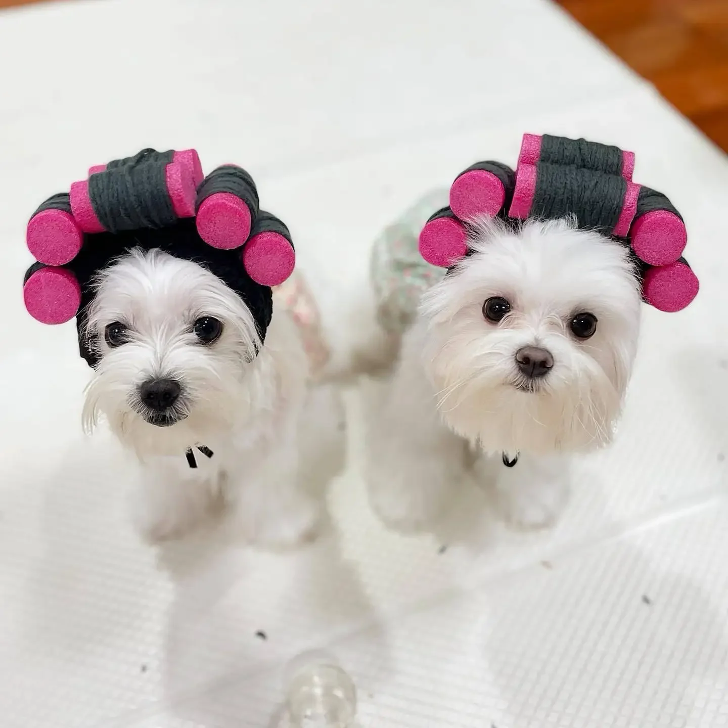 Pet Halloween Curly Hair Wigs Dress Up Costume With Adjustable Straps Buckle Unique Gifts For Dogs Cats