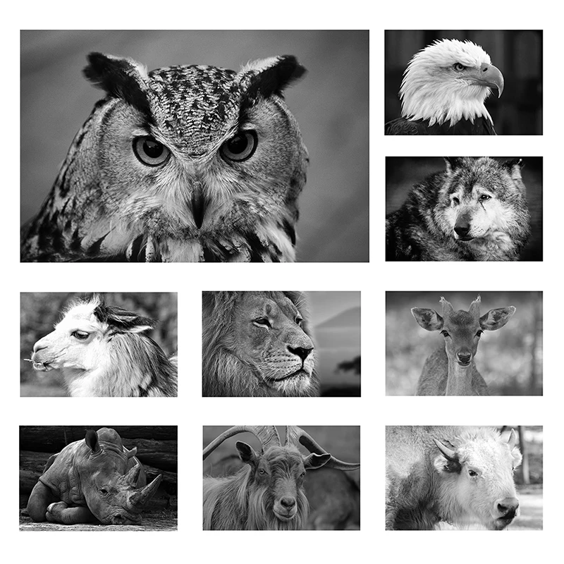 Black and White Poster Minimalism Style Animal Painting Modern Wall Art Prints Decorative Pictures for Living Room Home Decor