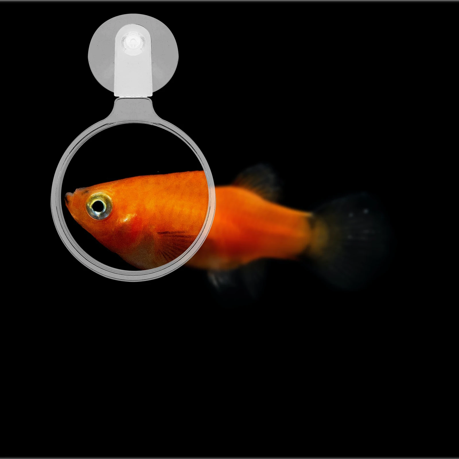 

Strong Suction Magnifying Glass For Fish Tank Observation Aquarium Viewer Sturdy Acrylic Magnifier For Plants Small Animals Home