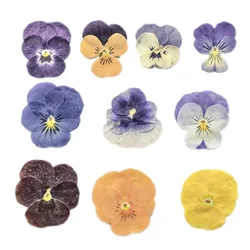 Violetas secas prensadas naturales reales para joyería de resina, pétalos de flores de Viola Cornuta, prensado en seco, 12,24,36,72 piezas/2-3,5 CM