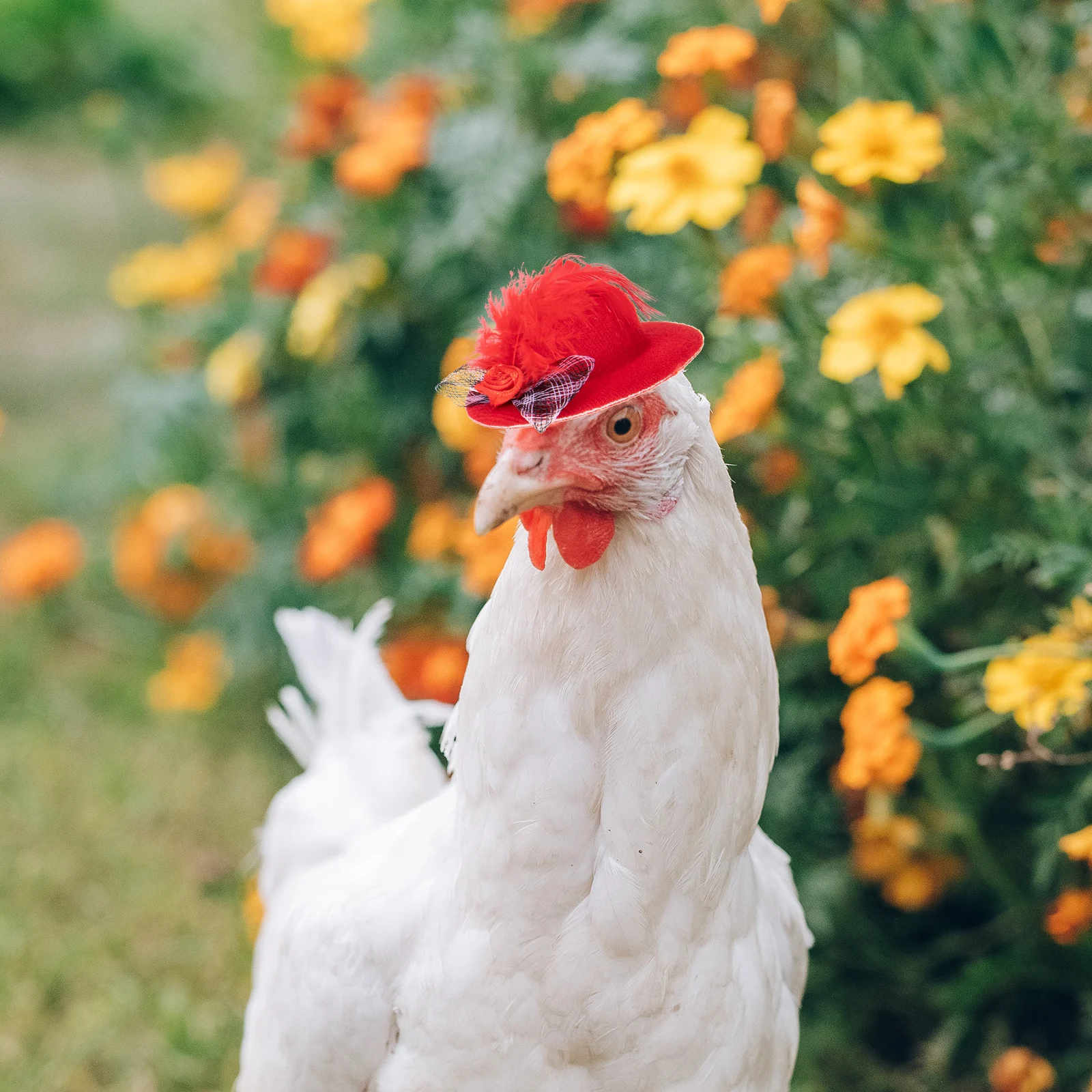 

6pcs Pet Chicken Hats Elegant Lace Style Decorative Accessories Adjustable Design Festive Christmas Hen Hat Toy